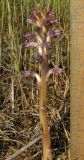 Orobanche cumana. Цветущее растение (паразитирует на Artemisia lercheana). Крым, западное побережье, мыс Лукулл, степь. 15 мая 2016 г.