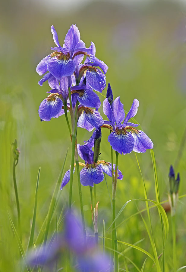 Изображение особи Iris sanguinea.