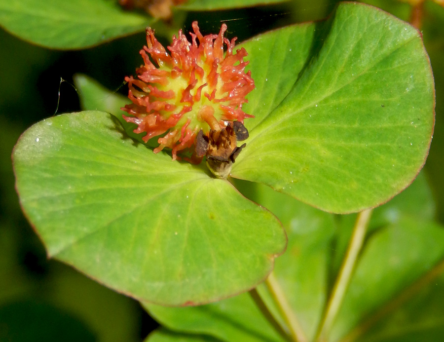 Изображение особи Euphorbia squamosa.