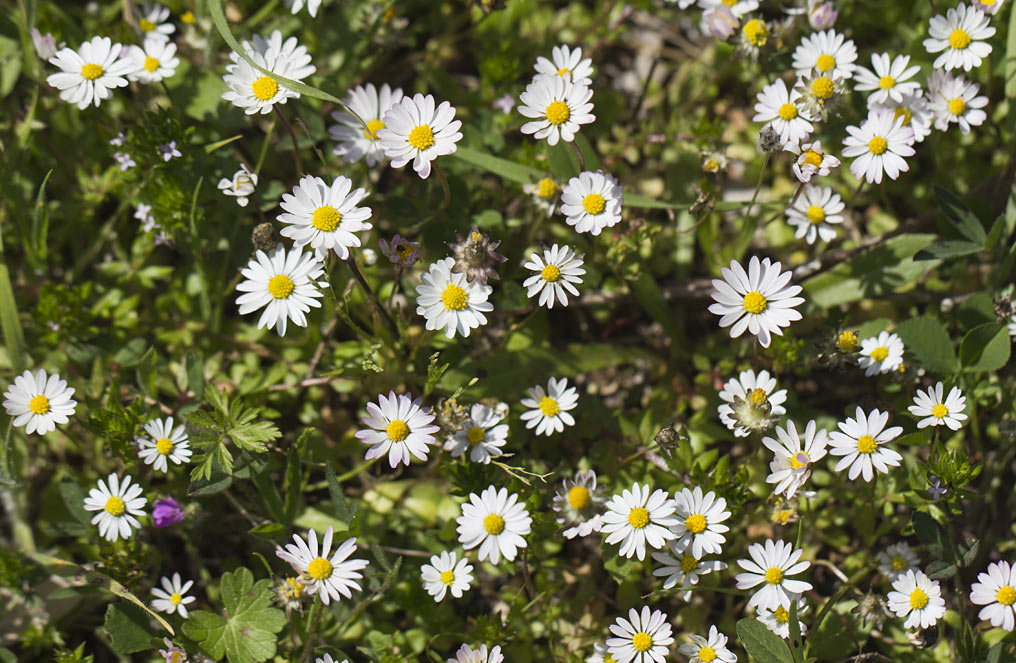 Изображение особи Bellis annua.