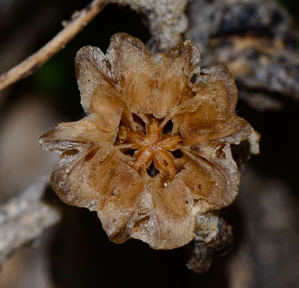 Изображение особи Mesembryanthemum crystallinum.