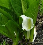 Lysichiton camtschatcensis