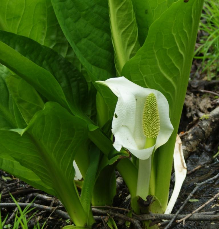 Image of Lysichiton camtschatcensis specimen.