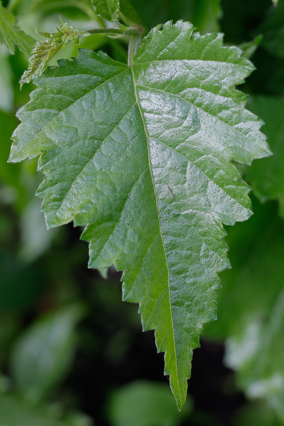 Image of Betula pendula specimen.