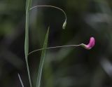 Lathyrus nissolia