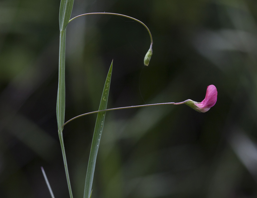 Изображение особи Lathyrus nissolia.