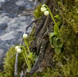 Moneses uniflora