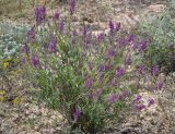 Astragalus varius