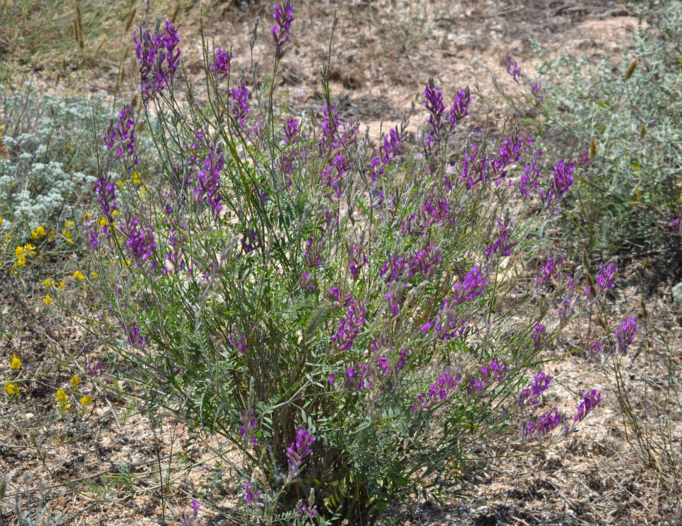 Изображение особи Astragalus varius.