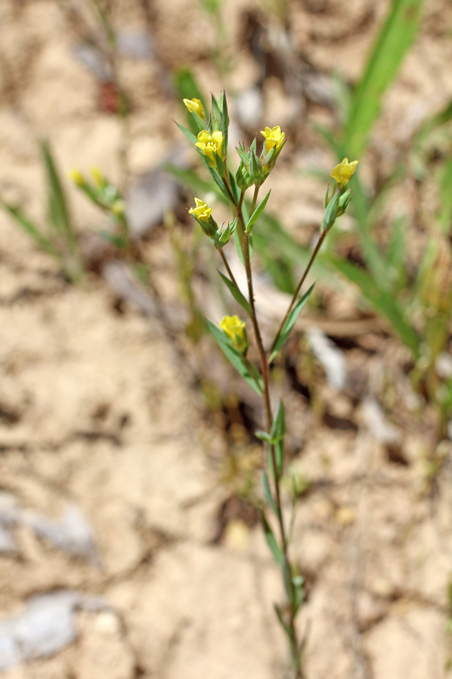 Изображение особи Linum corymbulosum.