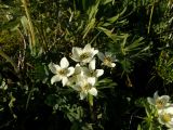 Anemonastrum crinitum