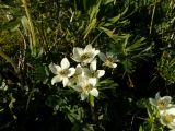 Anemonastrum crinitum. Верхушка цветущего растения. Республика Хакасия, Ширинский р-н, примерно в 23 км на запад от с. Беренжак. 4 августа 2016 г.