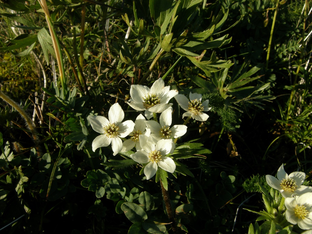 Изображение особи Anemonastrum crinitum.