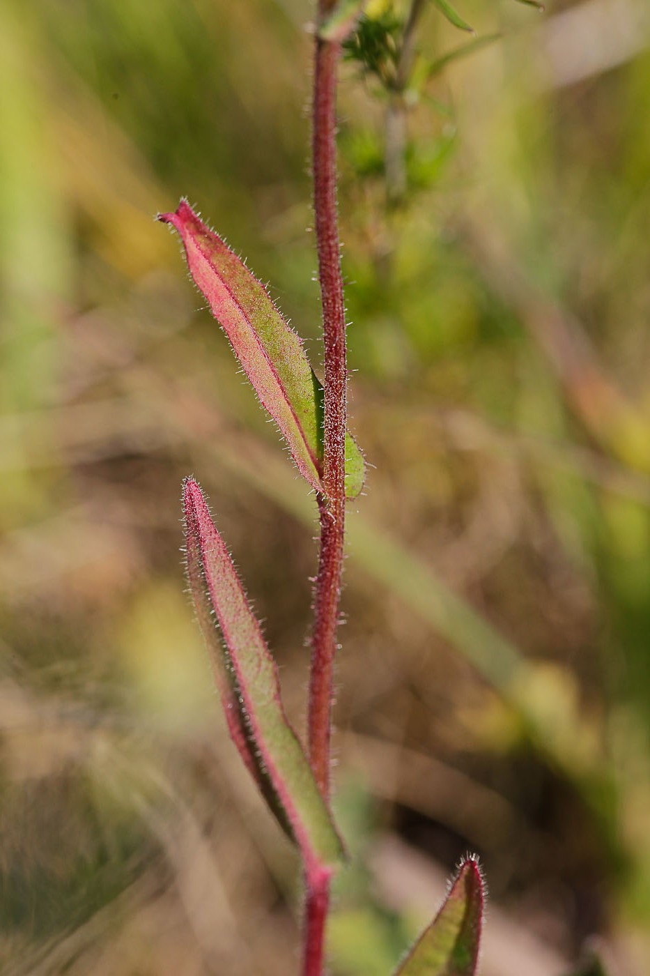 Image of Picris hieracioides specimen.