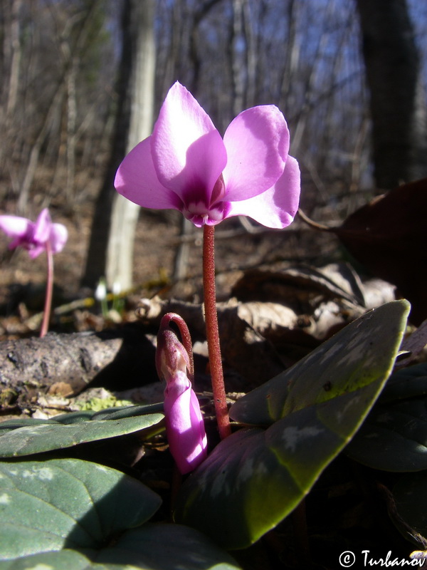 Image of Cyclamen coum specimen.