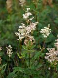 Filipendula ulmaria