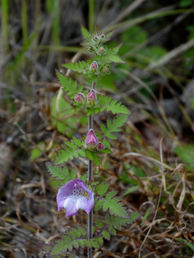 Image of Phtheirospermum chinense specimen.