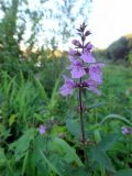 Stachys palustris. Верхушка цветущего растения. Литва, г. Каунас, побережье реки Неман. 05.09.2016.