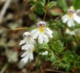 Euphrasia alboffii