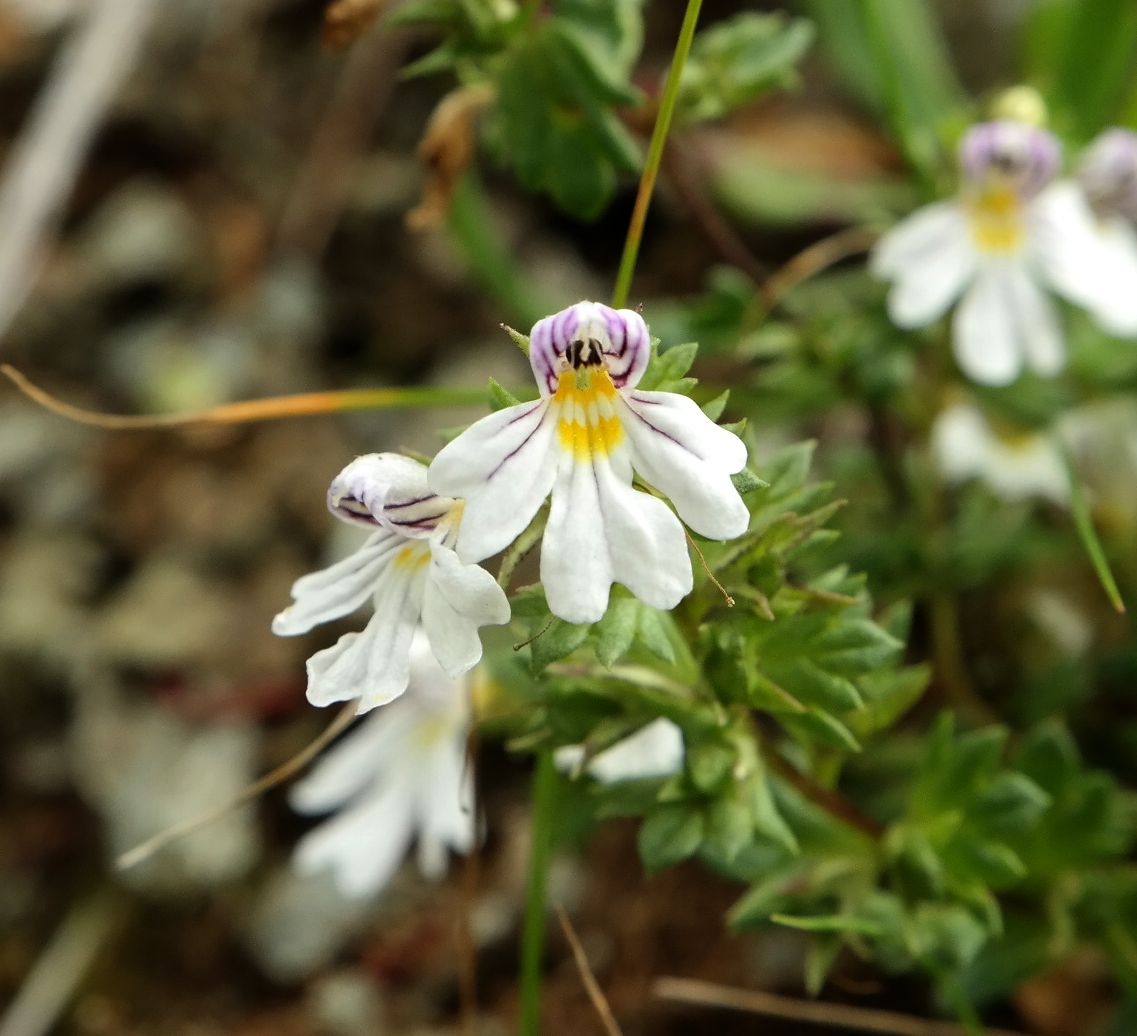 Изображение особи Euphrasia alboffii.