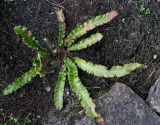 Phyllitis scolopendrium