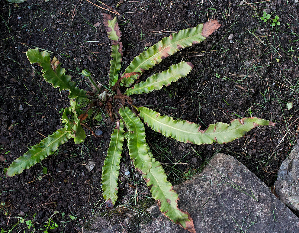 Изображение особи Phyllitis scolopendrium.