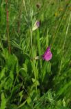 Vicia angustifolia