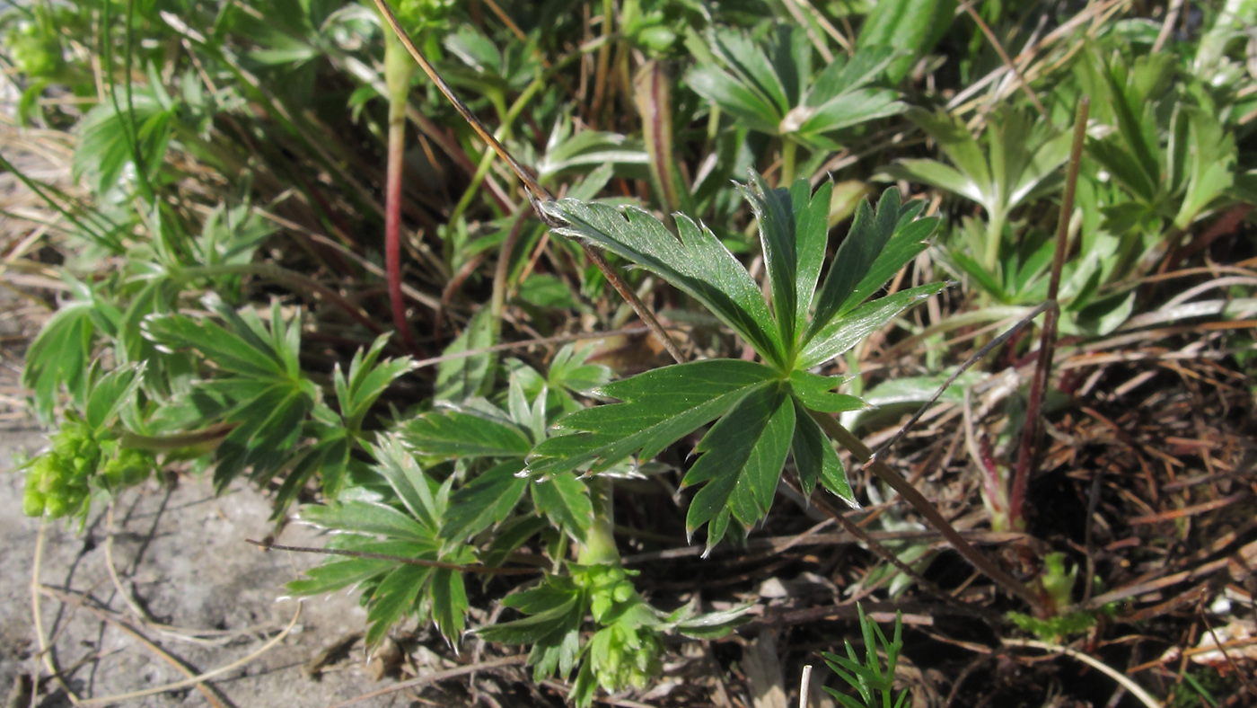 Image of Alchemilla sericea specimen.