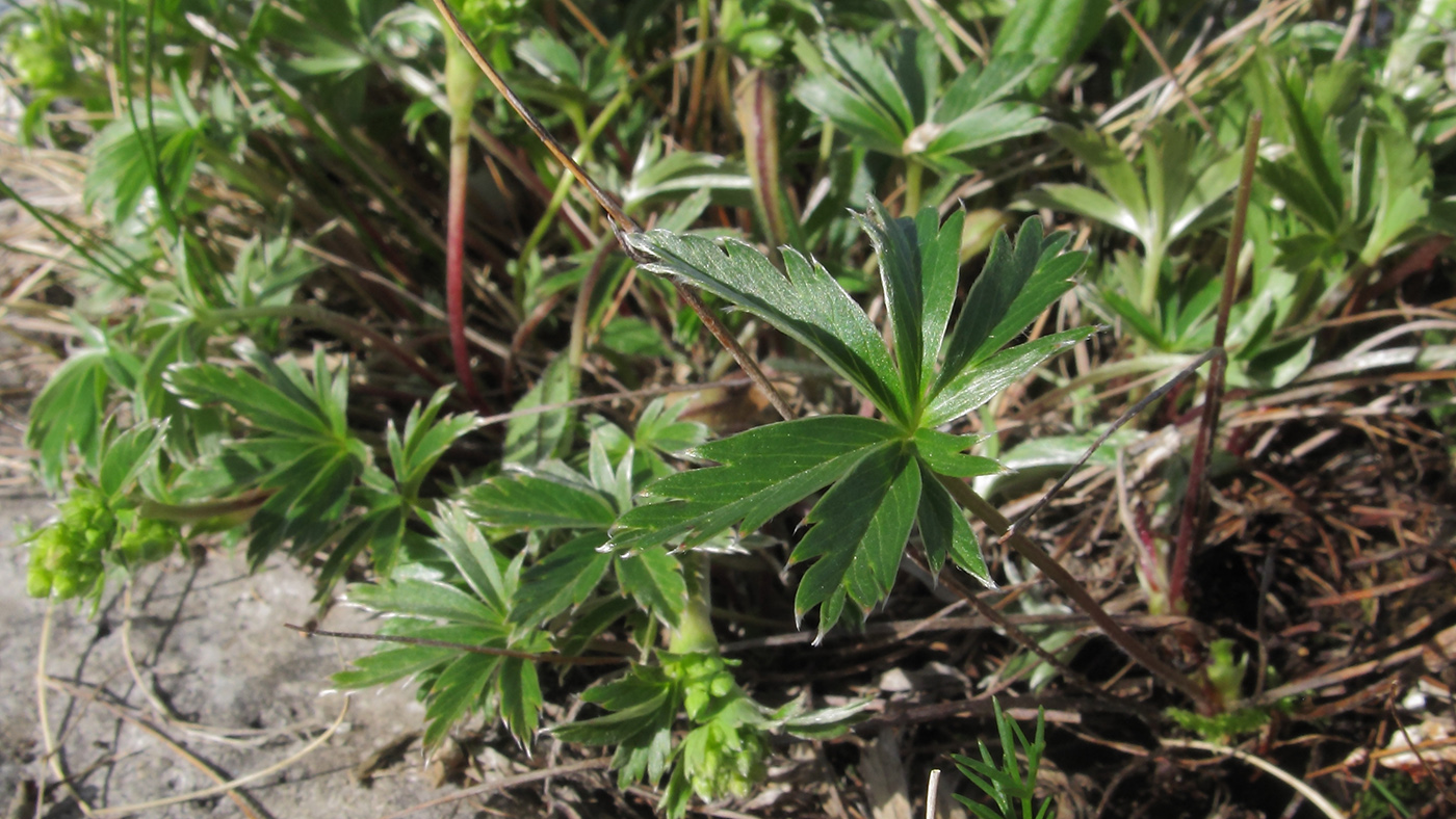 Изображение особи Alchemilla sericea.