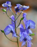 Aconitum nemorum