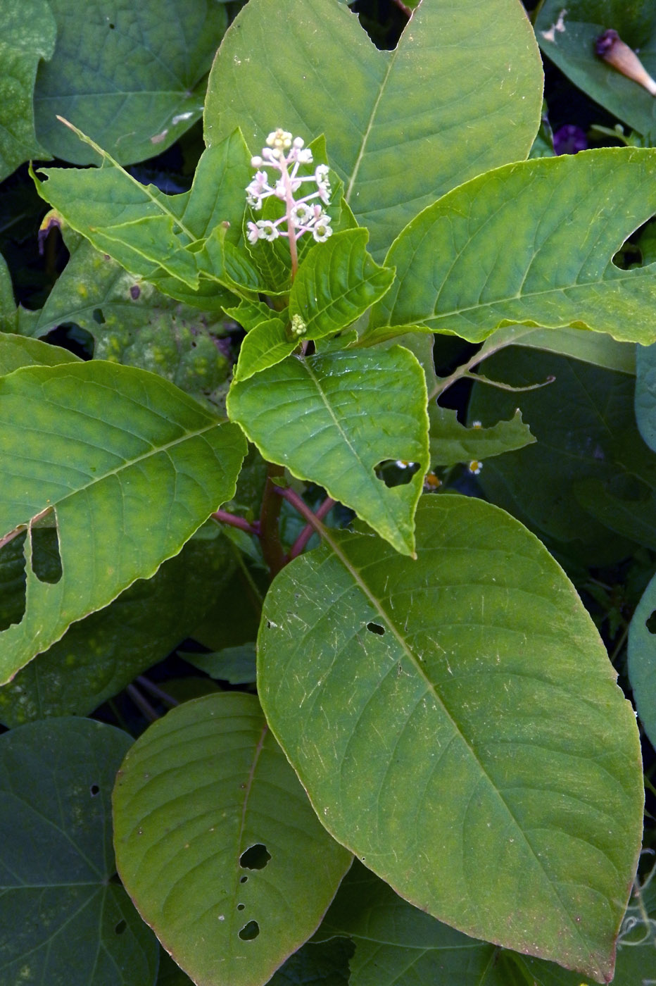 Изображение особи Phytolacca acinosa.