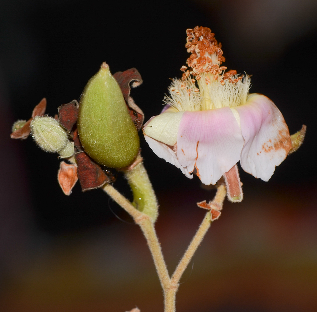 Image of Luehea divaricata specimen.