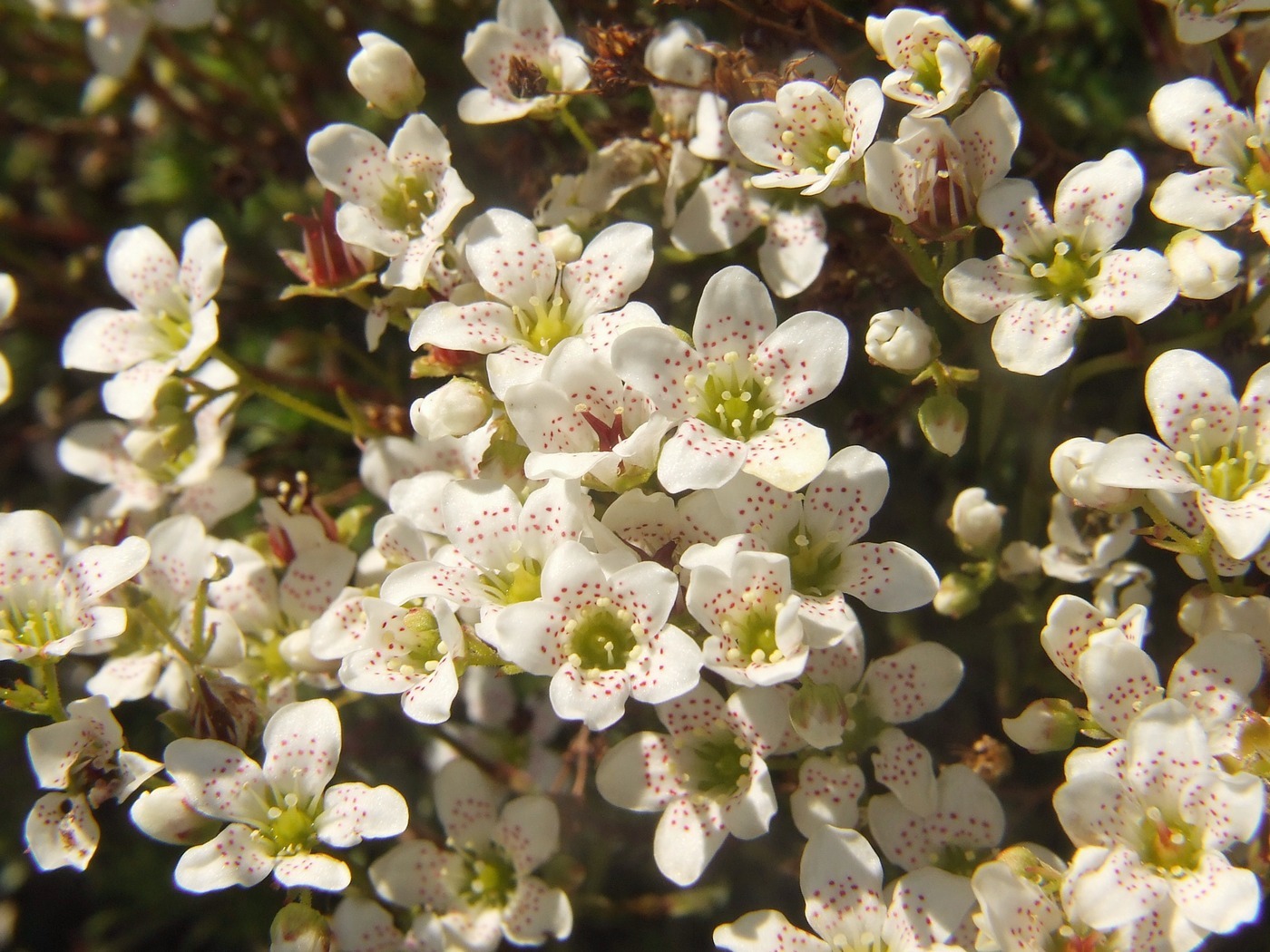 Изображение особи Saxifraga derbekii.