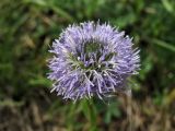 Globularia bisnagarica. Соцветие. ФРГ, земля Северный Рейн-Вестфалия, р-н Ойскирхен, окр. г. Бад-Мюнстерайфель, мелкоземистый участок с разреженной растительностью на луговом склоне. 27 мая 2010 г.