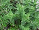 Salvia tesquicola