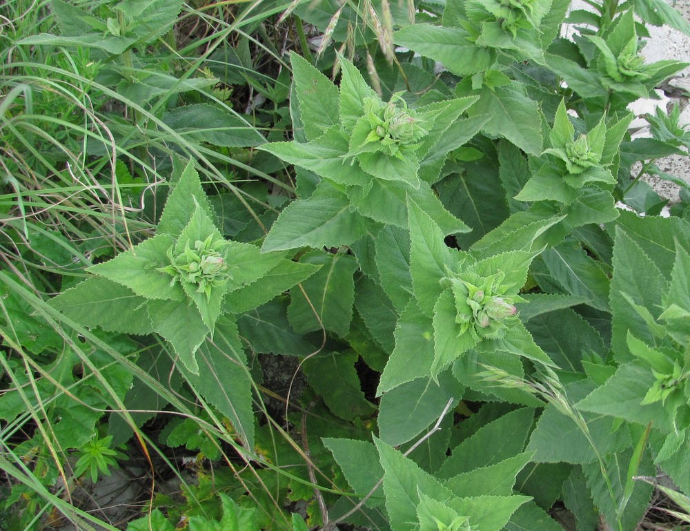 Image of Salvia tesquicola specimen.