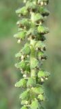 Ambrosia artemisiifolia