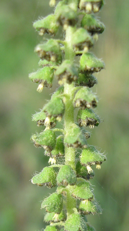 Image of Ambrosia artemisiifolia specimen.