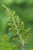 Asplenium woronowii