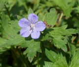 Geranium erianthum. Цветок и листья. Камчатский край, Елизовский р-н, горный массив Вачкажец, горная тундра. 18.08.2016.