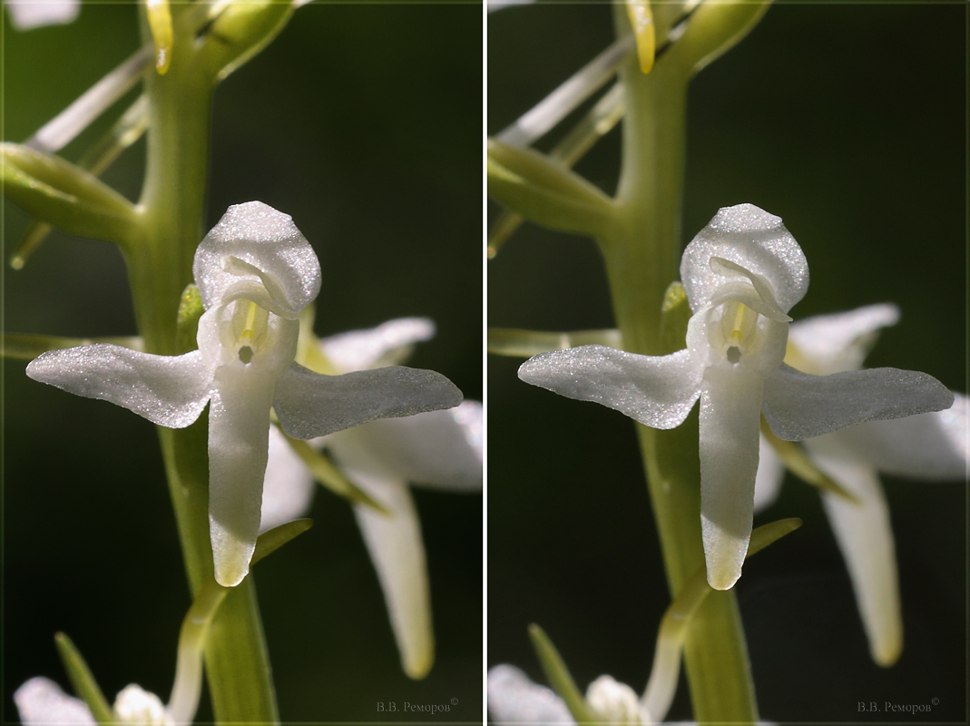 Изображение особи Platanthera bifolia.