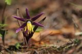 Erythronium sibiricum