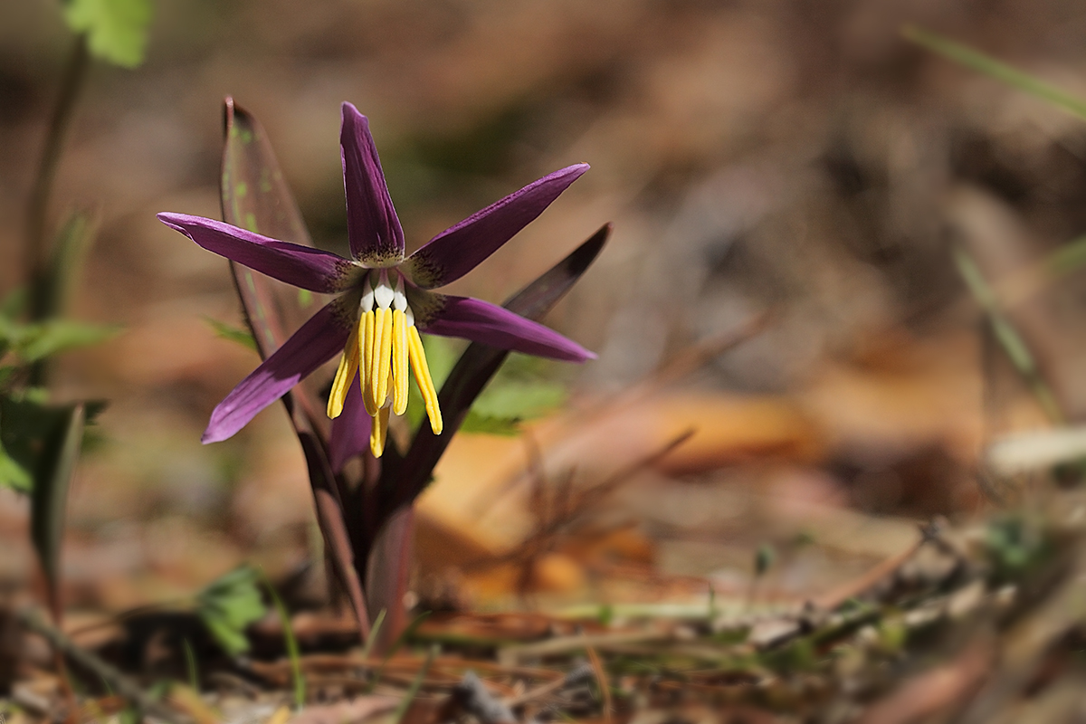 Image of Erythronium sibiricum specimen.