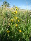 Hypericum elegans. Верхушка побега с соцветием. Пензенская обл., Лунинский р-н, окр. с. Белый Ключ, холм Чердак, луговая степь. 19 июня 2015 г.