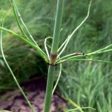 Equisetum fluviatile. Часть побега. Амурская обл., Бурейский р-н, окр. с. Виноградовка, долина р. Асташиха, разнотравный луг. 25.07.2016.