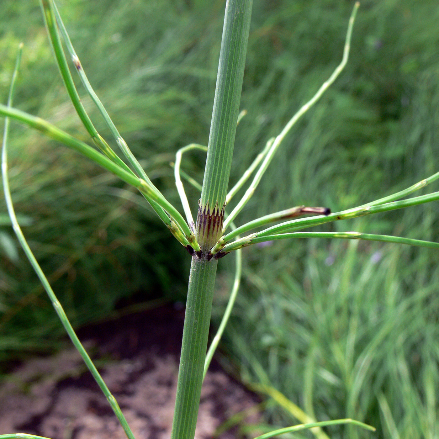 Изображение особи Equisetum fluviatile.