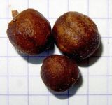 Juniperus foetidissima