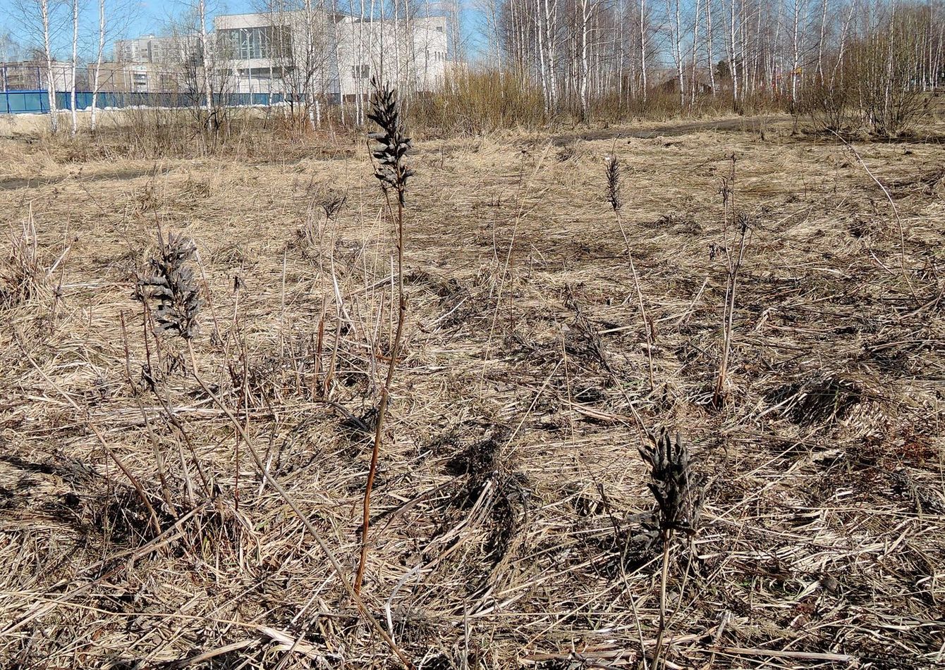 Изображение особи Lupinus polyphyllus.