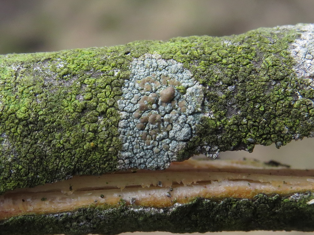 Image of ordo Lecanorales specimen.