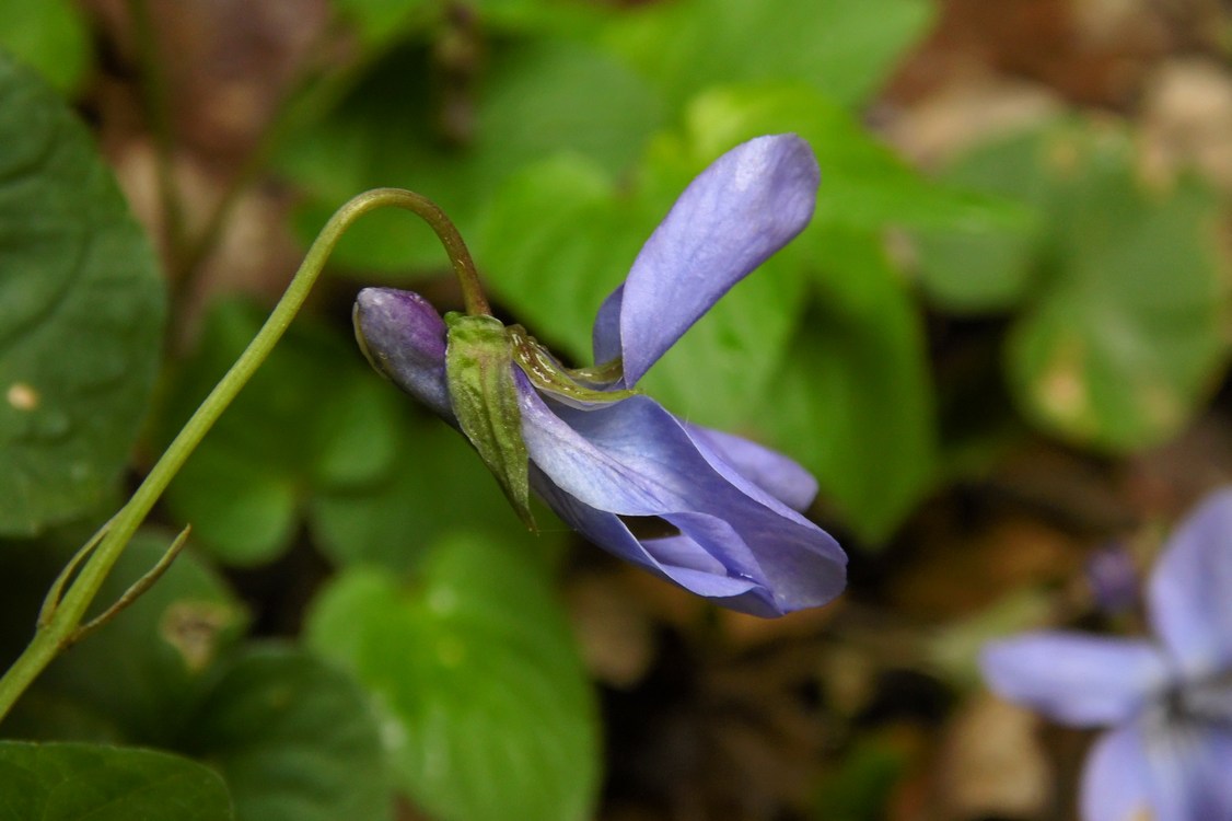 Изображение особи Viola reichenbachiana.